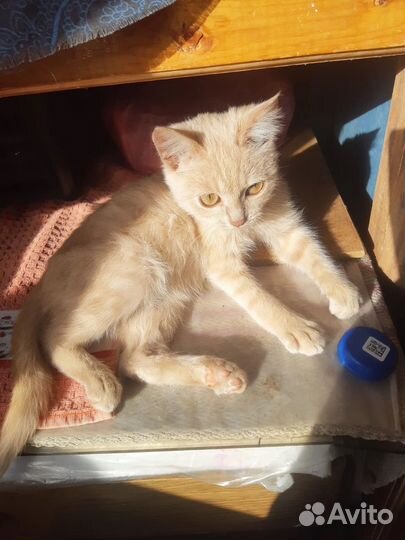 Котенок рыженький