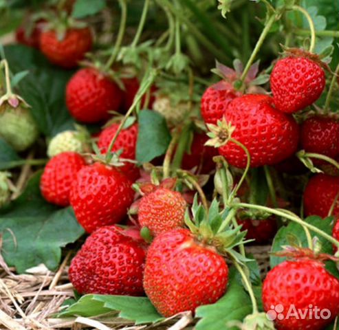 Саженцы виктории крупной купить в Кемерово | Товары для дома и дачи | Авито