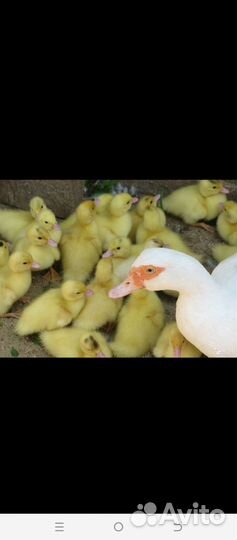 Бройлеры, утята, гусята, индюшата, муларды