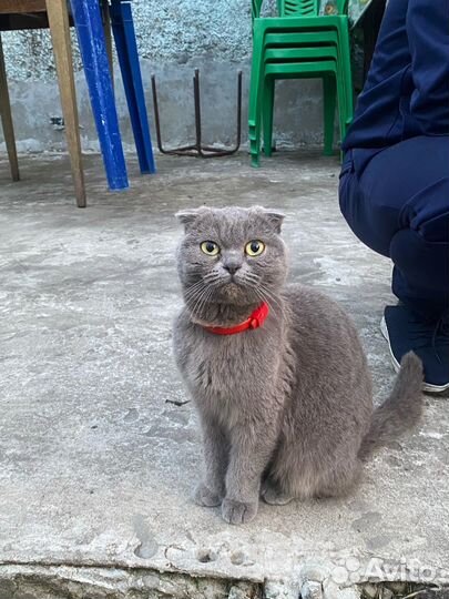 Вислоухая кошечка ищет любящих хозяев