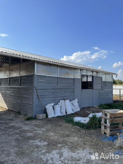 Конский навоз