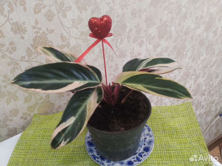 Строманта триколор