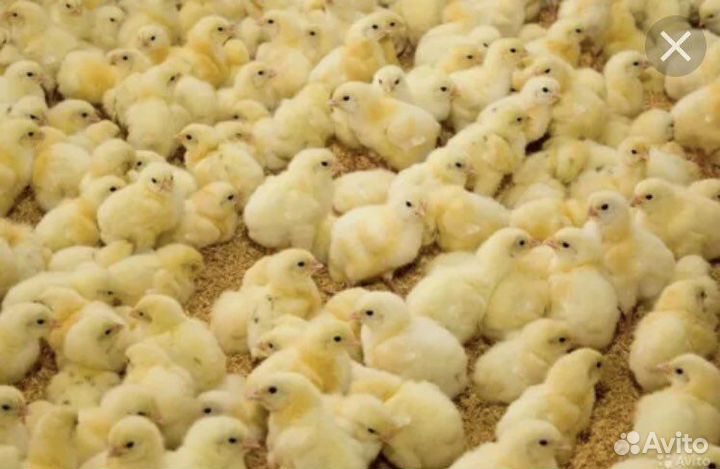 Бройлер суточный