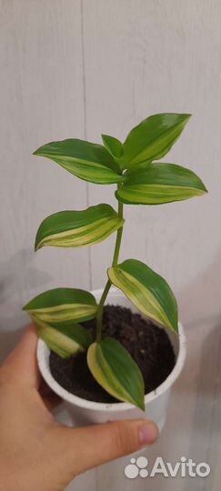 Традисканция Еллоу хилл