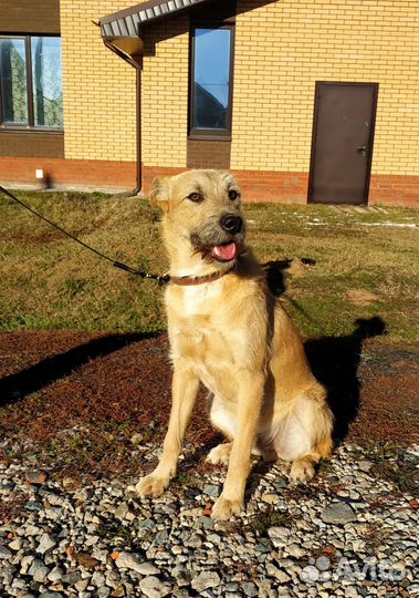 Собака в добрые руки