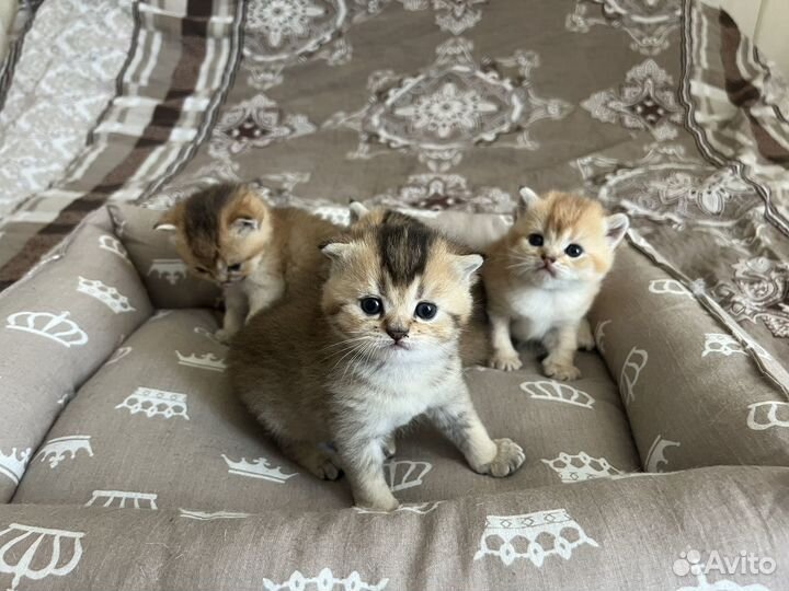 Котята бронь