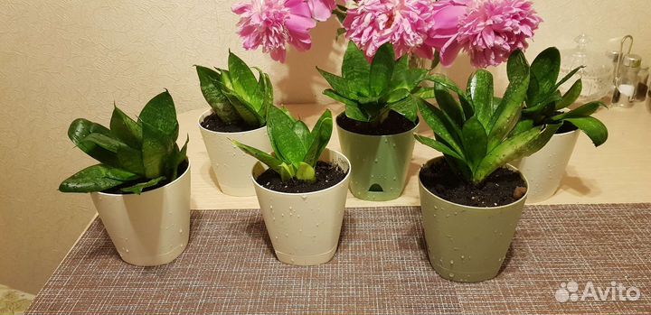 Флорариум суккуленты