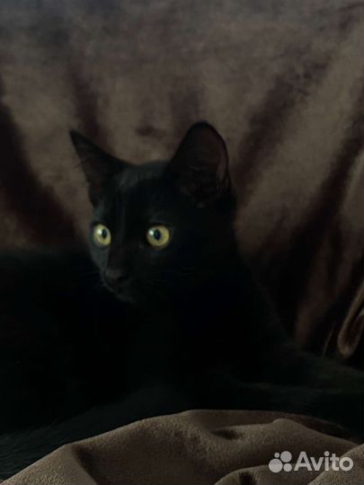 Кошка
