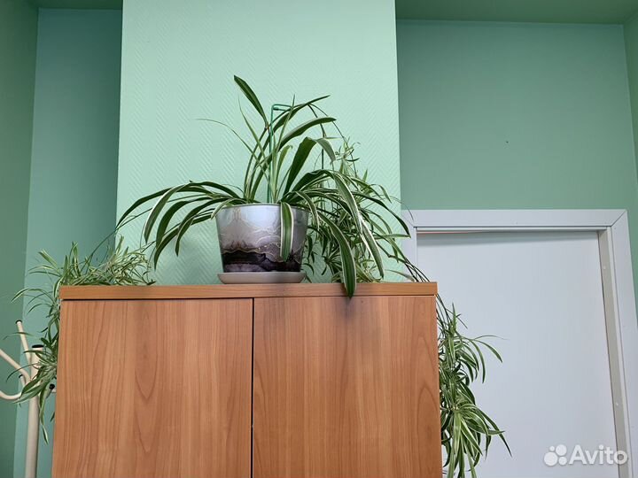 Комнатные цветы. Зеленая лилия (хлорофитум)