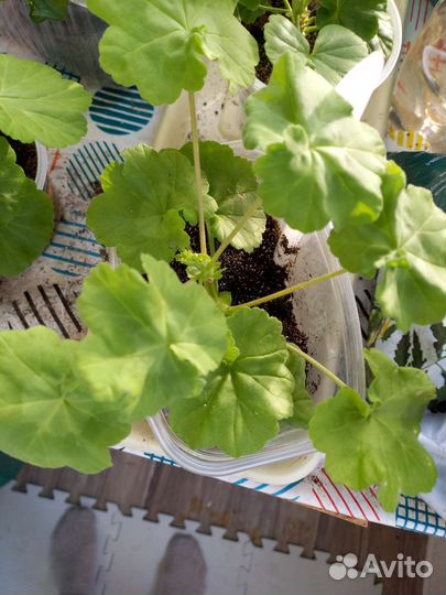 Пеларгония герань сортовая