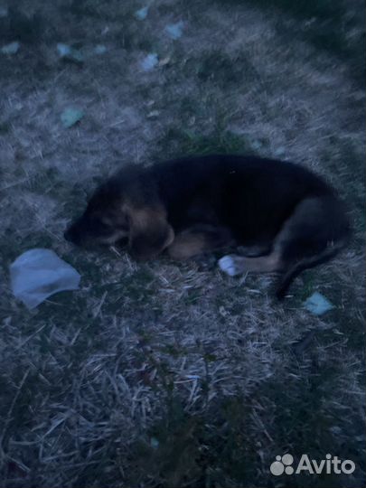 Шенок в добрые руки