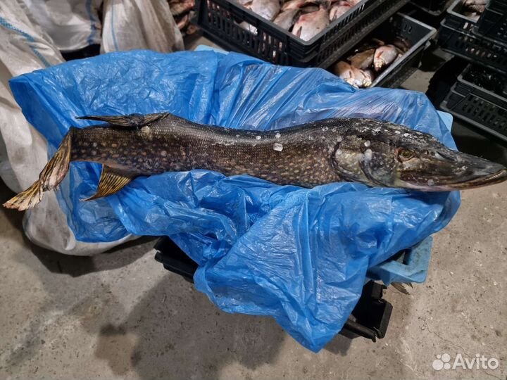 Речная рыба