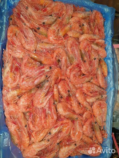 Креветка магаданская северная