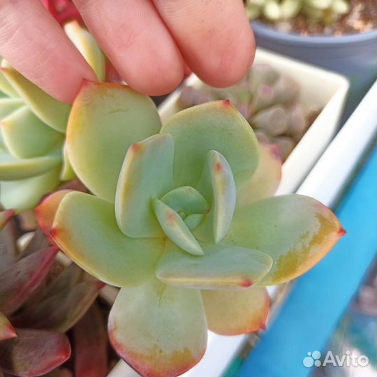 Суккуленты