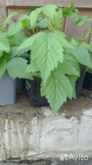 Саженцы малины Глен Ампл