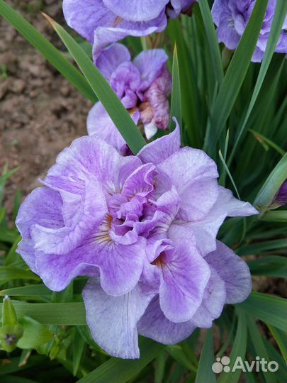 Ирис сибирский