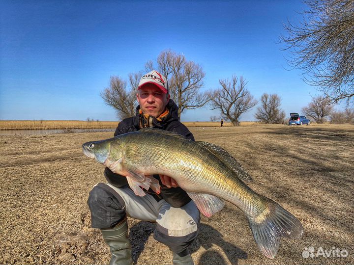 Мандула Астраханская