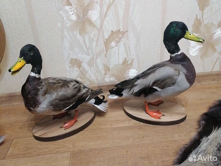 Чучело утки