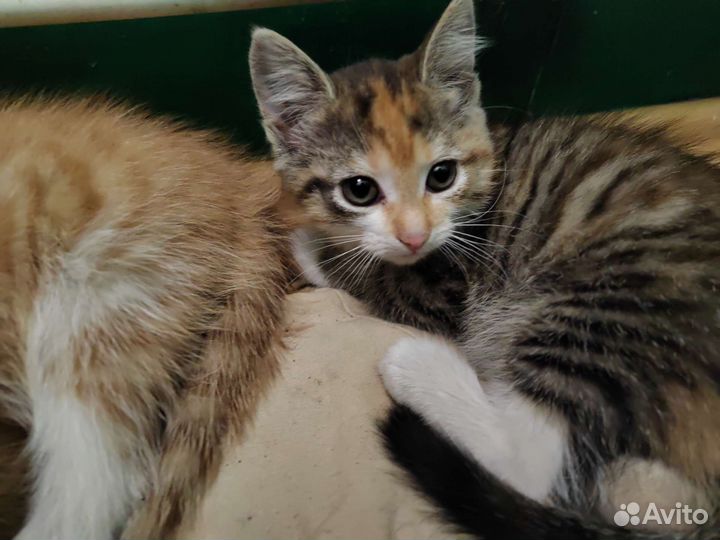 Кошка в дар