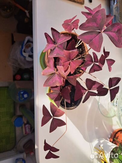 Кислица оксалис