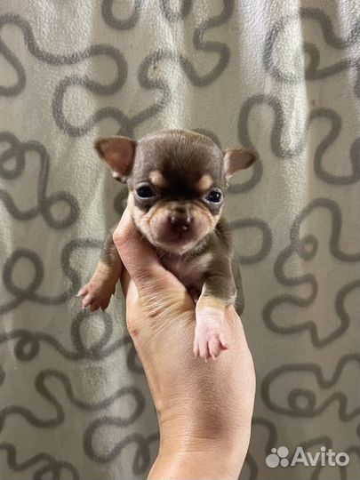 Щенки чихуахуа
