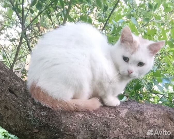 Белый шотландский котик с рыжим хвостом