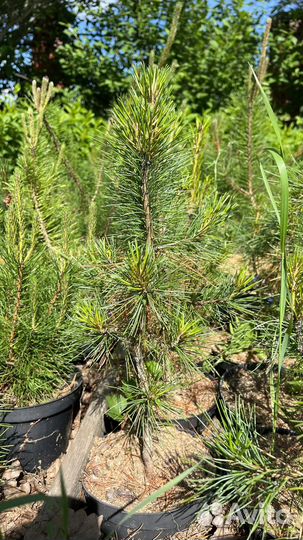 Кедр сибирский