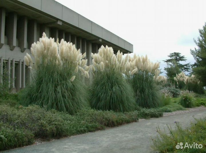 Пампасная трава растения из питомника, озеленение