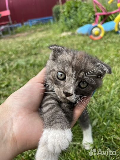 Шотландский кот