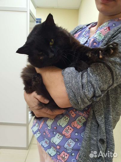 Коты в добрые руки