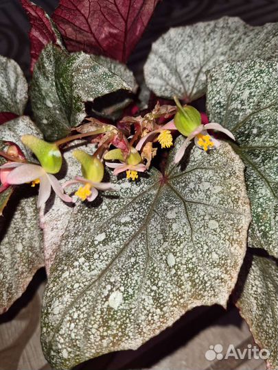 Бегония (Harbor Lights)