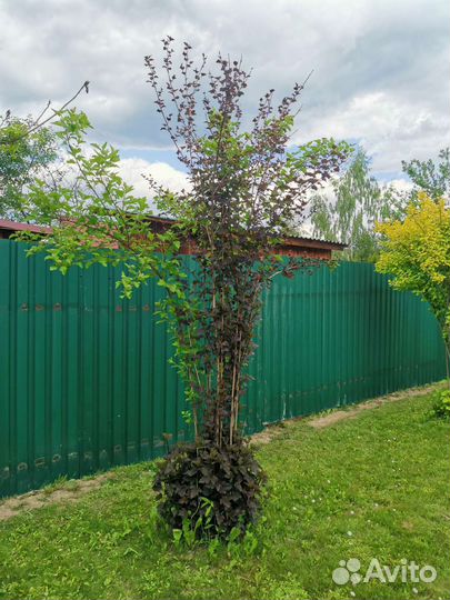 Пузыреплодник взрослый куст