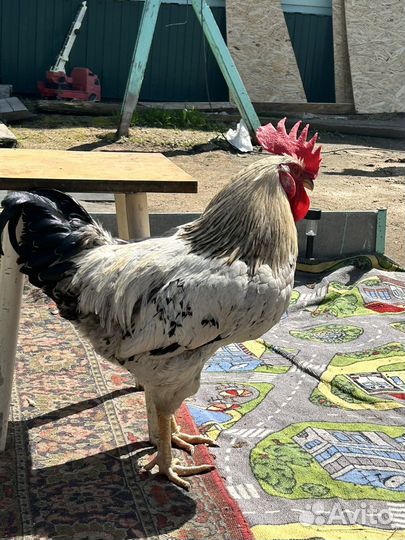 Петух 1 год