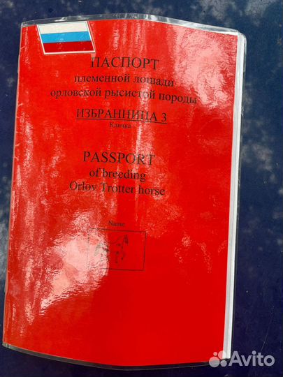 Орловская кобыла