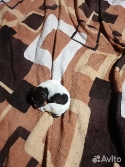 Щенки Курцхаара