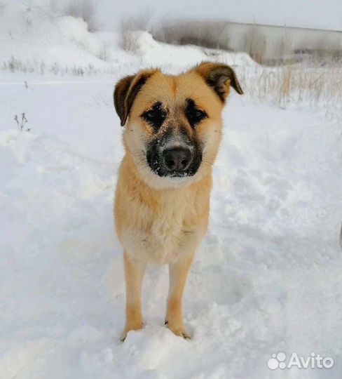 Собака Кристи