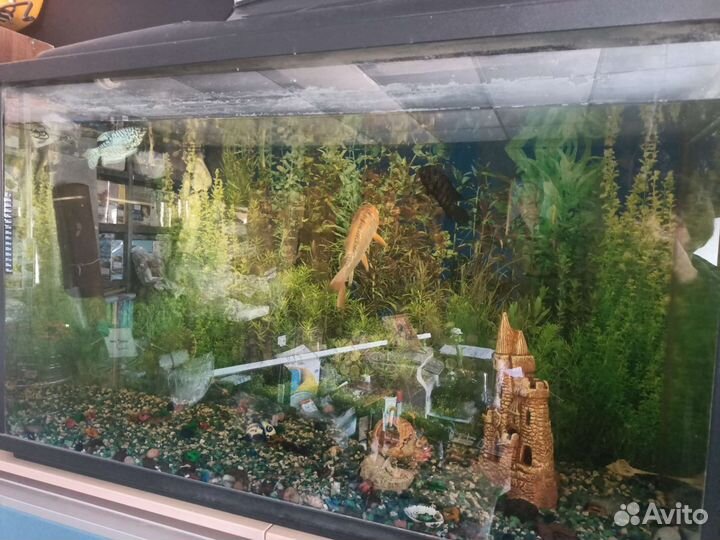 Аквариум