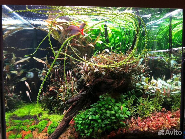 Аквариумные растения