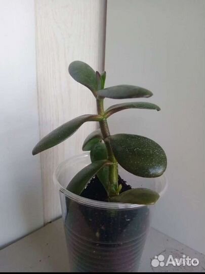 Бегония, кордилина, хлорофитум, толстянка