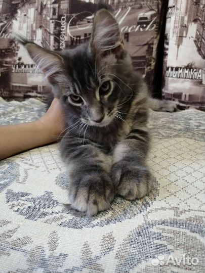 Котята мейн-кун