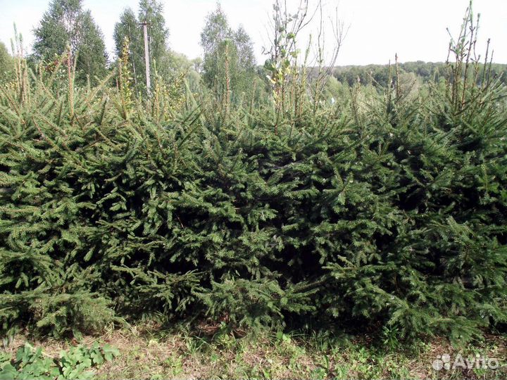 Кедры,Ёлки, Пихты, лиственницы