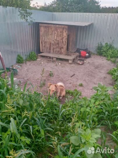 Собаки бесплатно