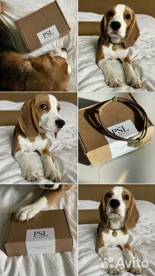 Адресник жетон для собак