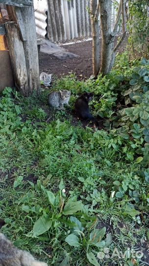 Котята в добрые руки бесплатно