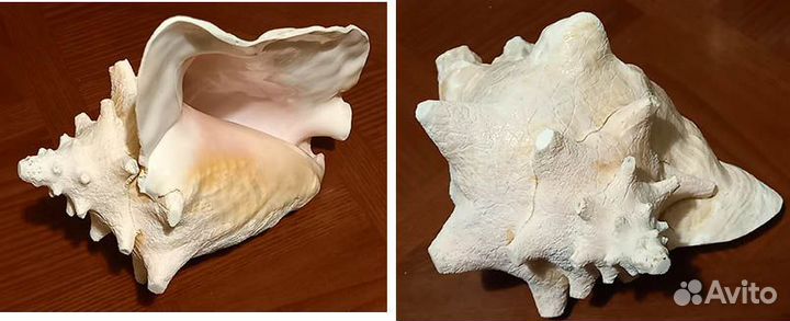 Крупные коллекционные морские раковины