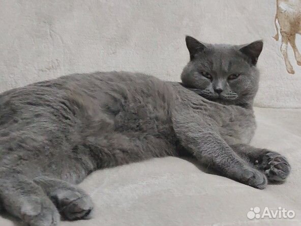 Шотландский прямоухий кот вязка