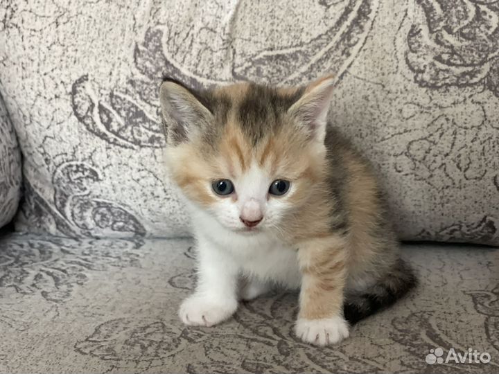 Кошка в дар бесплатно