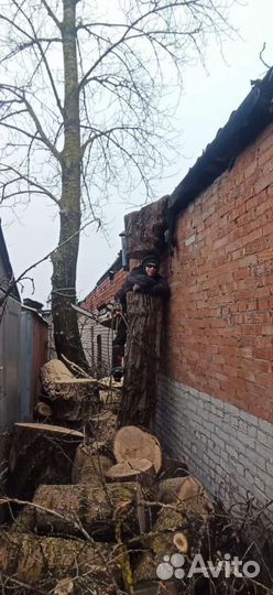 Спил деревьев расчистка участков