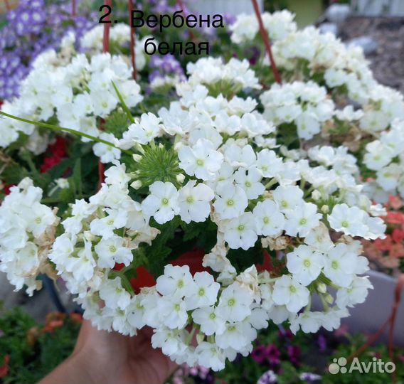 Цветы