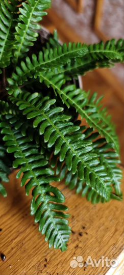 Папоротник блехнум спикант